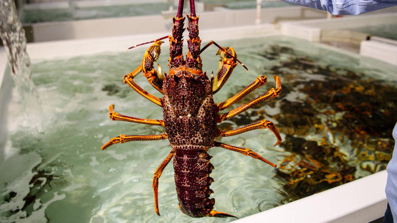 South Australia rejects proposed Southern Ocean offshore wind energy zone over lobster industry concern