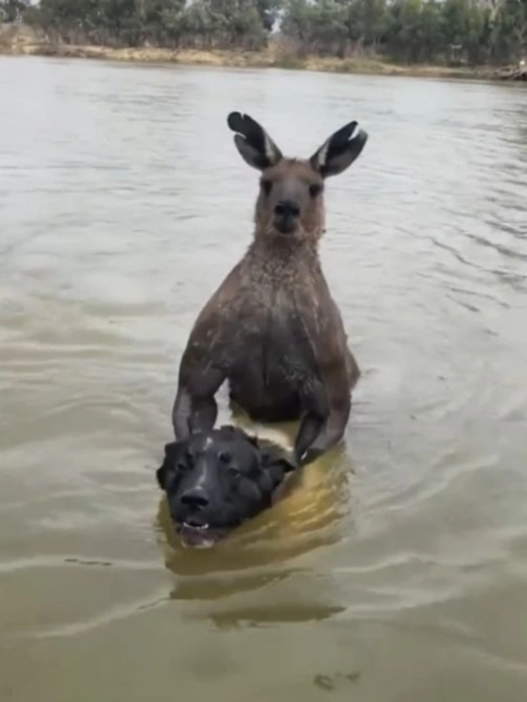 Man saves dog from being drowned by kangaroo