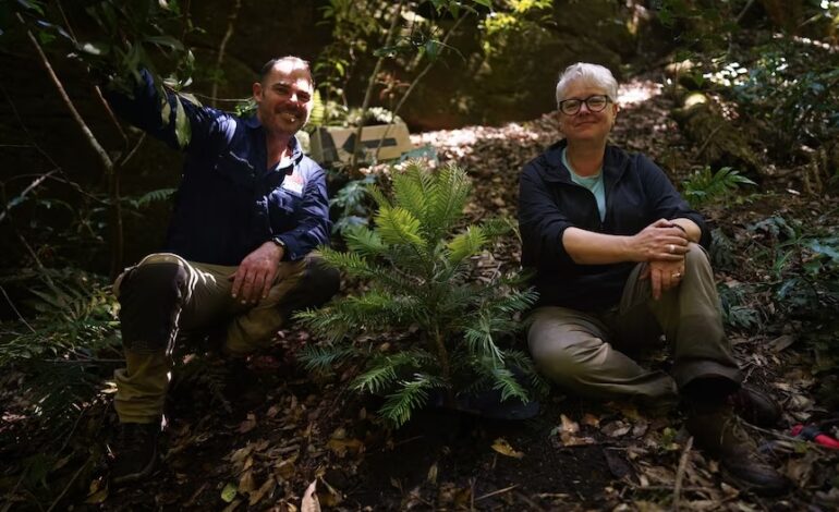 The Wollemi Pine was long thought extinct. Now experts are trying to regrow the tree in top secret locations