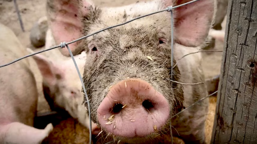 How pigs became the ‘beacon of hope’ to solve human organ donation shortages