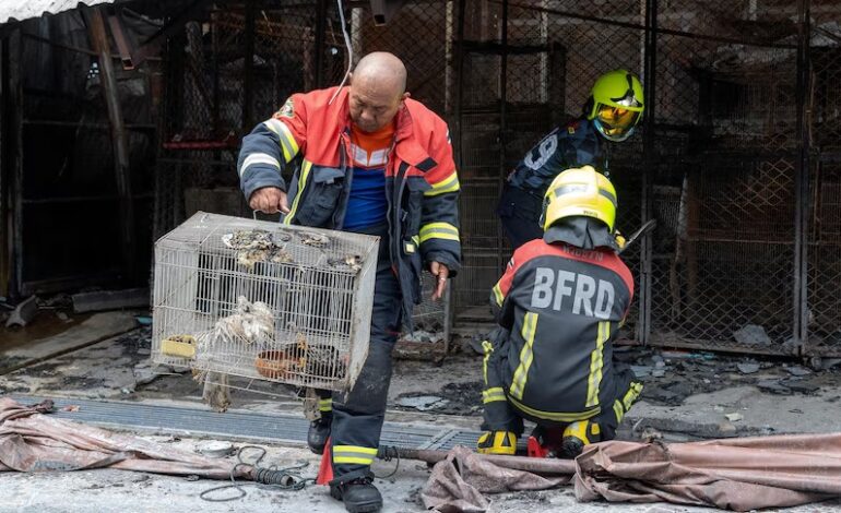 More than 1,000 animals killed as fire rips through famous Bangkok market